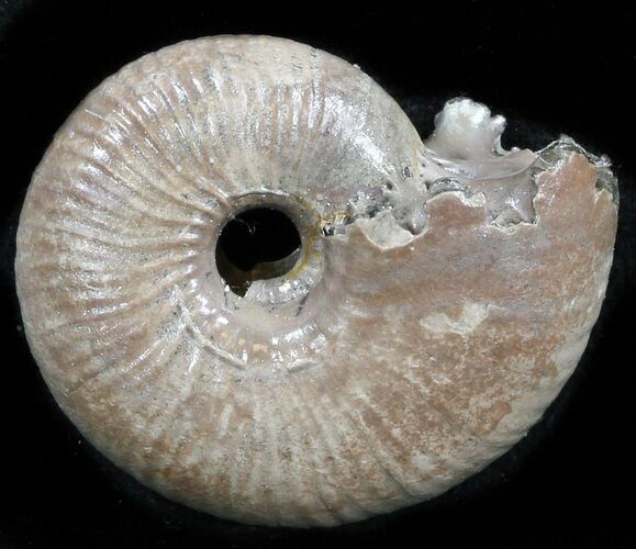 Iridescent Ammonite (Eboraciceras) Fossil - Russia #34618